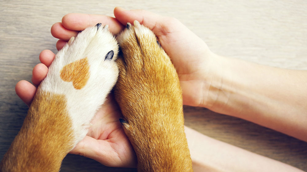 A person's hands, reminiscent of a caring vet, gently holding the front paws of two dogs. One paw has a distinctive heart-shaped marking. The background is a light wooden surface.