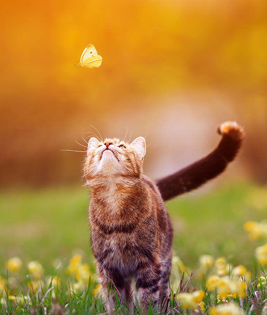 A tabby cat with a raised tail looks up at a butterfly hovering above it, embodying the curiosity any vet would cherish. The background features a vibrant, blurred meadow with yellow flowers and warm, golden light.