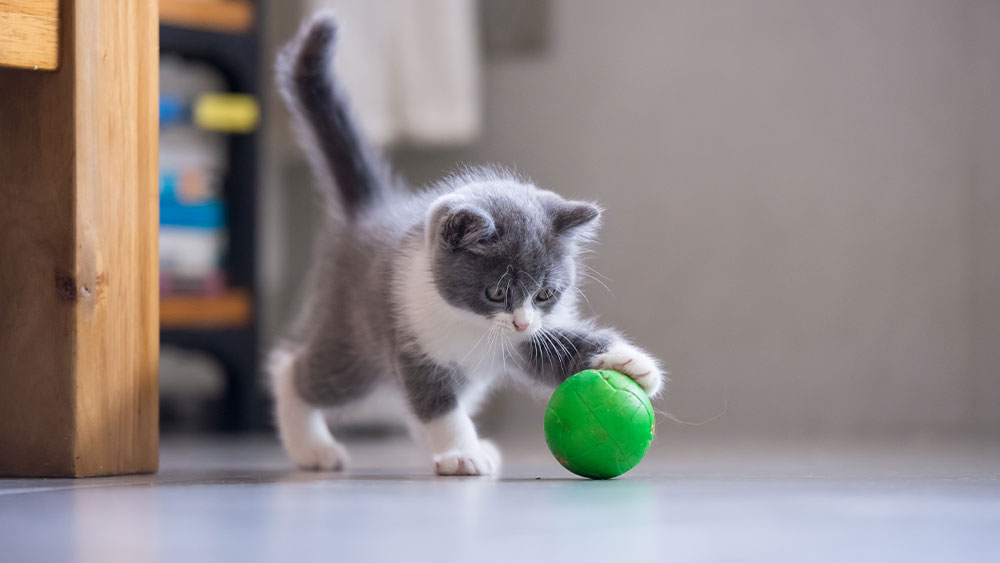 A small gray and white kitten, destined for its first vet visit, playfully bats at a bright green ball on a smooth floor. The kitten's tail is raised, focusing intently on the ball. Soft lighting creates a cozy atmosphere.