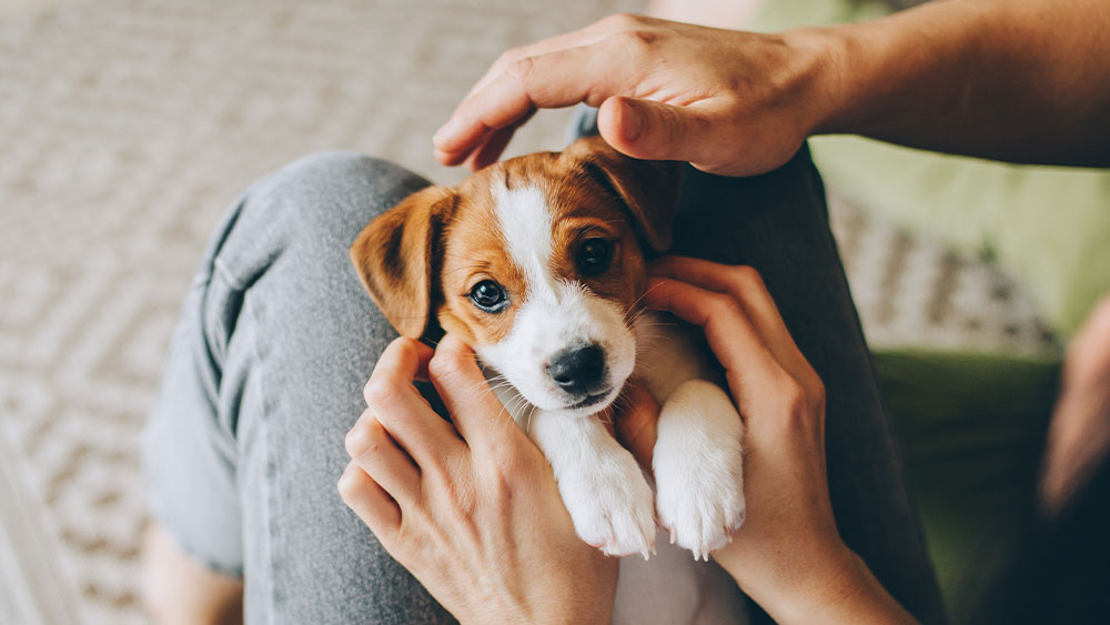 A small brown and white puppy with big eyes is lying on a person's lap. The person, possibly a veterinarian, is gently holding the puppy's head with both hands. The puppy looks relaxed and content.