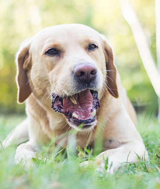 A Labrador Retriever lies in green grass with its mouth open, displaying a playful and relaxed demeanor, as if just returned from a check-up with the veterinarian. The background is softly blurred, suggesting a sunny outdoor setting.