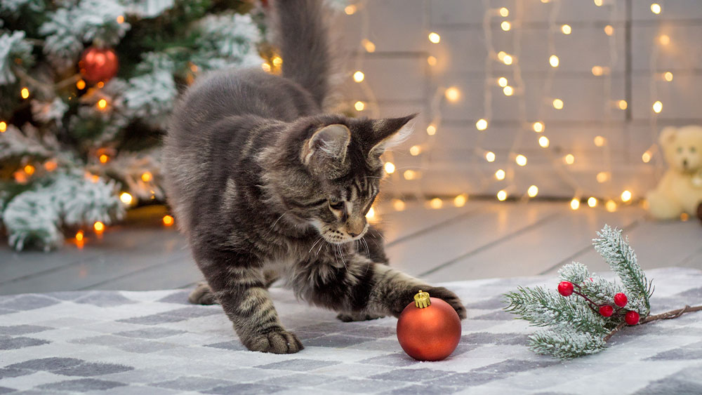 A fluffy gray cat, looking like it just returned from the vet, playfully paws at a red Christmas ornament on a checkered rug. In the background, a decorated Christmas tree and softly glowing fairy lights create a warm, festive atmosphere.