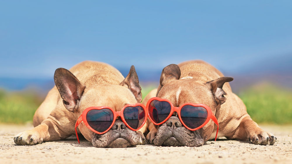 Two French bulldogs lay side by side on the ground, each sporting heart-shaped red sunglasses, looking like they just came from a stylish veterinarian visit. The background is a soft blur of grass and blue sky.