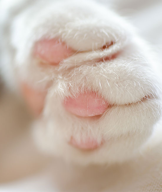 Close-up of a white cat's paw with soft pink pads, as if under the watchful eye of a vet. The fur and textures are in sharp detail, creating a cozy and gentle appearance.