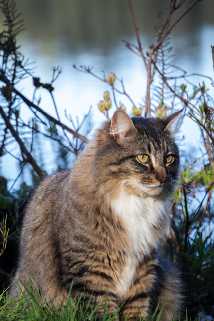 A fluffy tabby cat with a white chest relaxes on the green grass by a lake, perhaps contemplating its last visit to the veterinarian. Thin branches and leaves frame the background, while the water mirrors the sky, adding to the serene atmosphere.