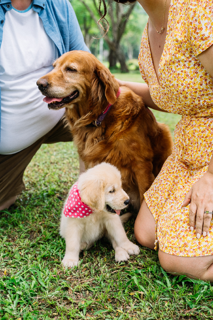 A smiling adult golden retriever and a puppy wearing a pink polka dot bandana sit on a grassy field as if fresh from the vet. Two people crouch next to them, petting the dogs. The scene is set outdoors, with trees swaying gently in the background.