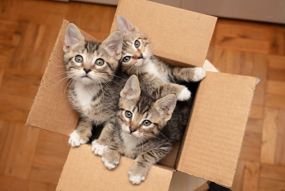 Three adorable kittens with tabby markings sit closely together inside a brown cardboard box, looking up curiously, as if expecting a visit from the vet. The box is placed on a wooden floor, adding a cozy feel to the scene.