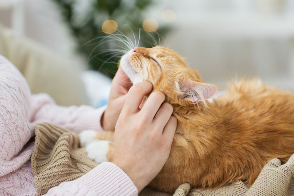 A fluffy orange cat, recently checked by the vet, is being gently scratched under the chin by a person's hands. The cat looks content and relaxed, sitting on a knitted blanket. The background is softly blurred.