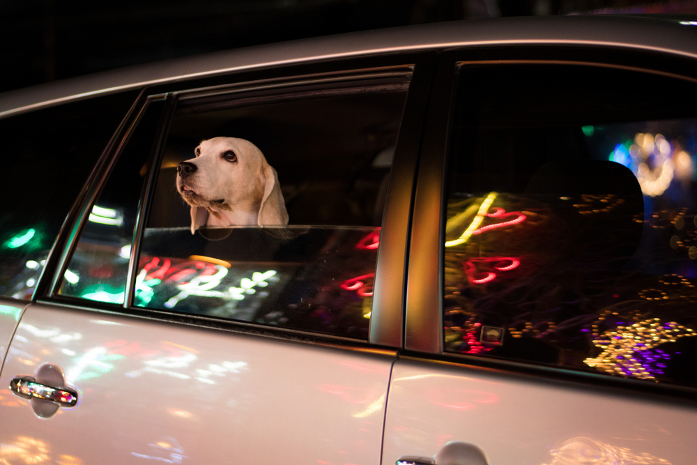 A white dog, fresh from its vet visit, looks out the open window of a car at night, surrounded by colorful, blurred neon lights reflecting on the car's surface.