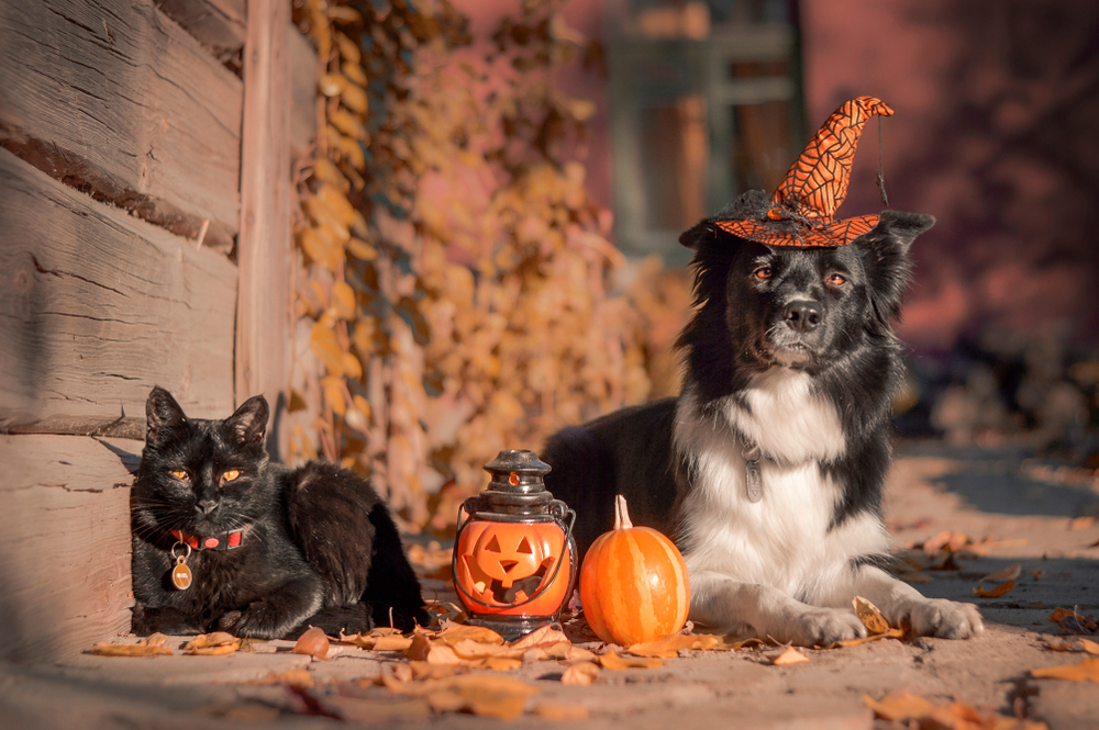 A black cat and a black-and-white dog, perhaps after a visit to the vet, are lounging on a wooden porch adorned with autumn leaves. The duo, with the dog sporting an orange witch hat, is accompanied by a pumpkin and a lantern featuring a grinning jack-o’-lantern face.