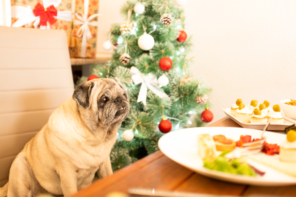 A pug sits on a chair at the dining table, eyeing plates of food. In the background, a beautifully decorated Christmas tree sparkles with lights and ornaments. This festive and cozy scene could charm any veterinarian who adores pets during the holiday season.