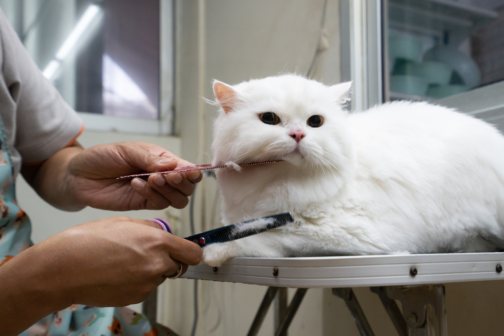 A fluffy white cat sits on a grooming table, calmly brushed with a comb and scissors by the veterinarian. The setting feels like a pet grooming salon, where the cat is serene and relaxed under expert care.