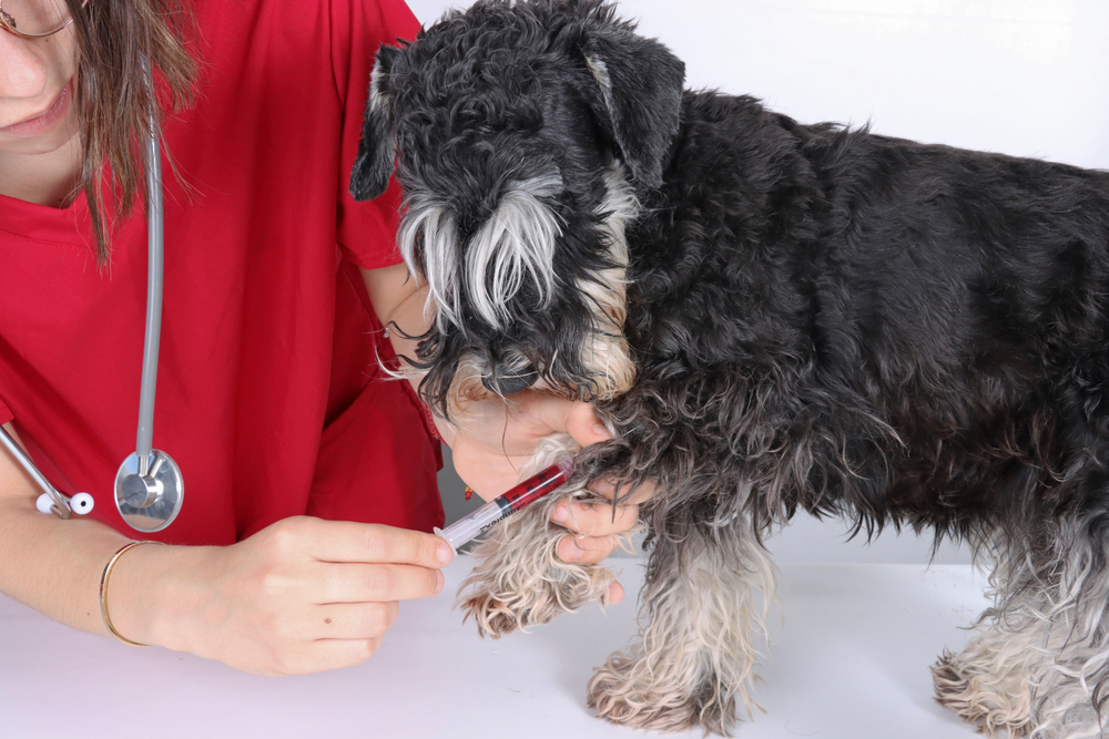 A vet in a red uniform draws blood from the leg of a small black and white dog using a syringe. The dog stands on a white examination table, and the veterinarian's stethoscope is visible.