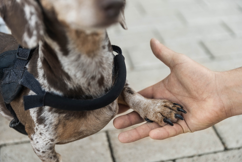 A brown and white dog wearing a harness places its paw on a veterinarian's open hand, conveying a sense of trust and companionship, while standing on a paved surface.