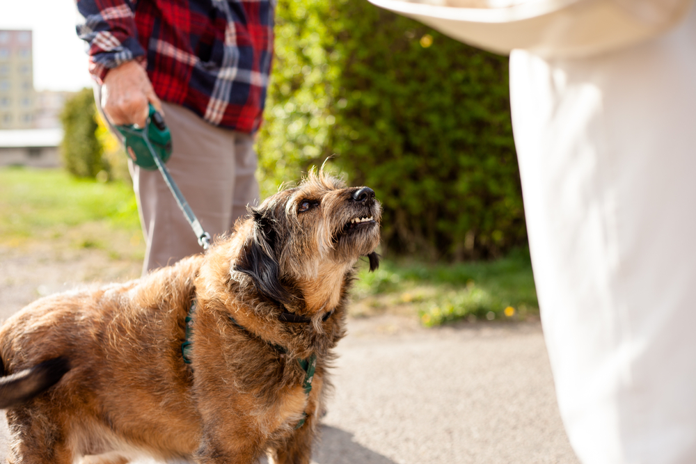 A dog on a leash, held by a person wearing a plaid shirt, snarls at another person partially visible with a tray. The scene unfolds outdoors on a sunny day with green bushes in the background, perhaps awaiting the vet's soothing presence to ease its nerves.