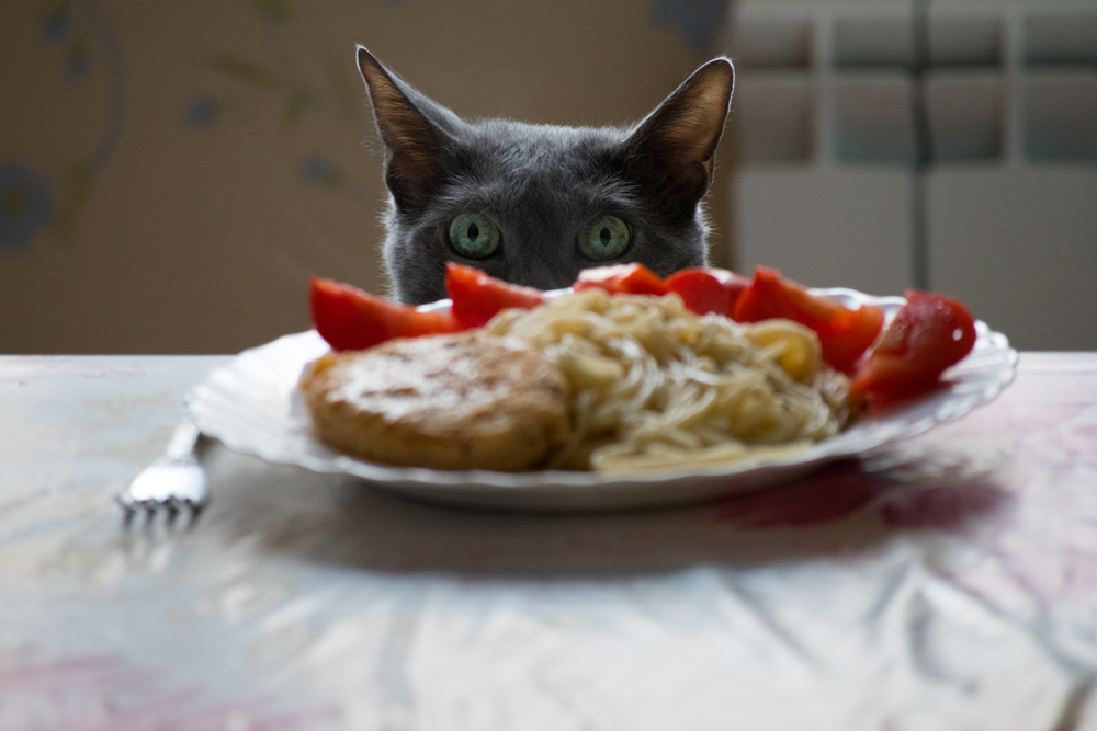 A gray cat with green eyes, like those examined by a veterinarian, peeks over a table at a plate of food. The plate contains spaghetti, a breaded cutlet, and sliced red bell peppers. A fork rests beside the plate on a patterned tablecloth.