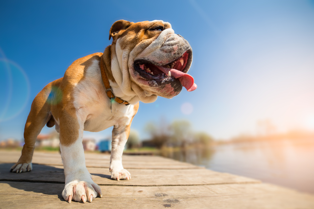 A cheerful bulldog stands on a wooden dock, panting with its tongue out. The sun is shining brightly in a clear blue sky, and there is a blurred lake and landscape in the background. Fresh from the vet, it's ready for an adventurous day in nature's embrace.