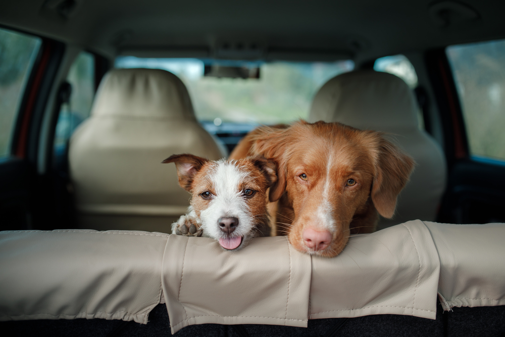 Two dogs sit in the backseat of a car, heading to the vet. The small brown and white one has its tongue out in excitement, while the larger brown dog rests its head on the seat, gazing forward. The cozy car interior frames this duo's adventure.