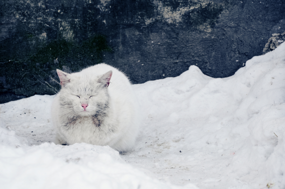 A fluffy white cat with some dirt on its fur sits peacefully, eyes closed, on a patch of snow against a dark, weathered wall. The scene is calm and serene, as if waiting for a caring vet to ensure its well-being amidst the stark contrast of pure white snow and the rugged background.