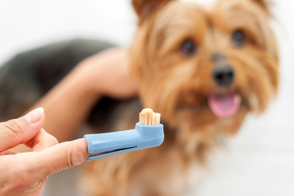 A small dog with brown fur looks happily at a finger toothbrush held in the foreground. The toothbrush, recommended by veterinarians, has beige bristles and is designed for pet dental care.