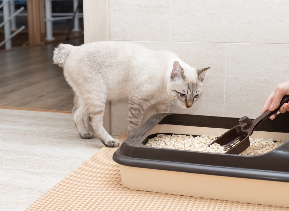 A light-colored cat with stripes approaches a litter box as the vet scoops it. The scene unfolds in a home, where wood flooring and beige tiles set the backdrop, and the litter box rests comfortably on a textured mat.