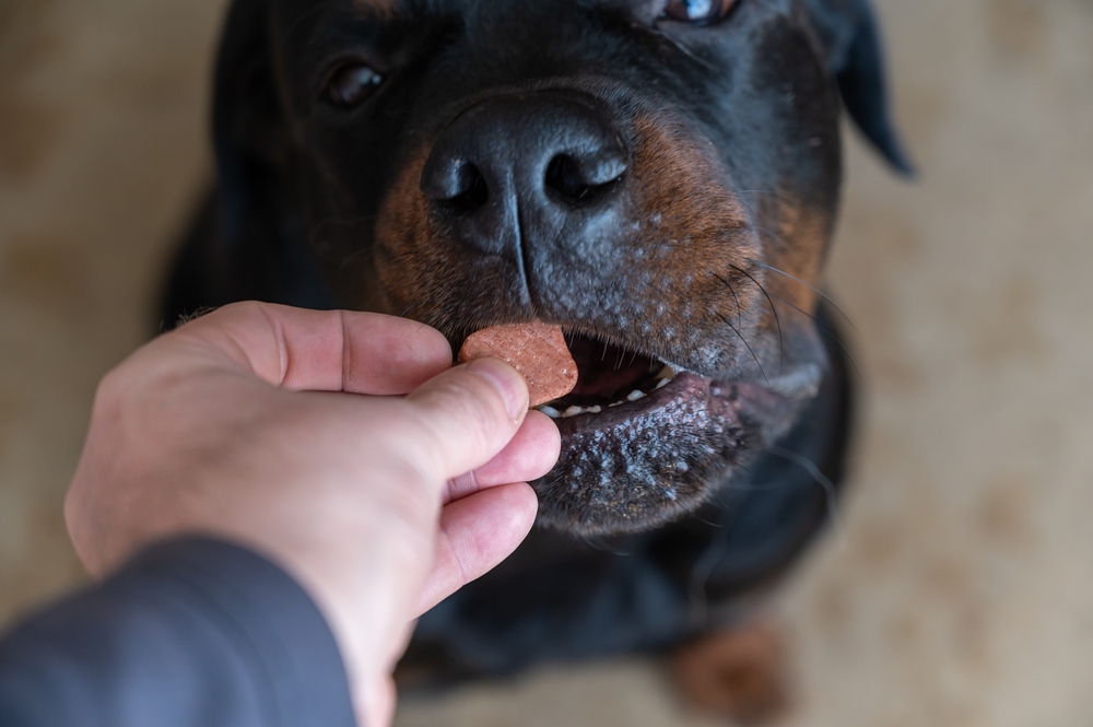 A close-up of a Rottweiler being fed a treat by a veterinarian's hand. The gentle dog carefully takes the treat with its mouth, showcasing trust and care. The blurred background highlights this special bond.