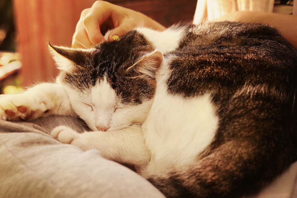 A tabby and white cat sleeps curled up on a veterinarian's lap as they gently scratch behind its ear. The scene is warmly lit, suggesting a cozy and relaxed atmosphere.