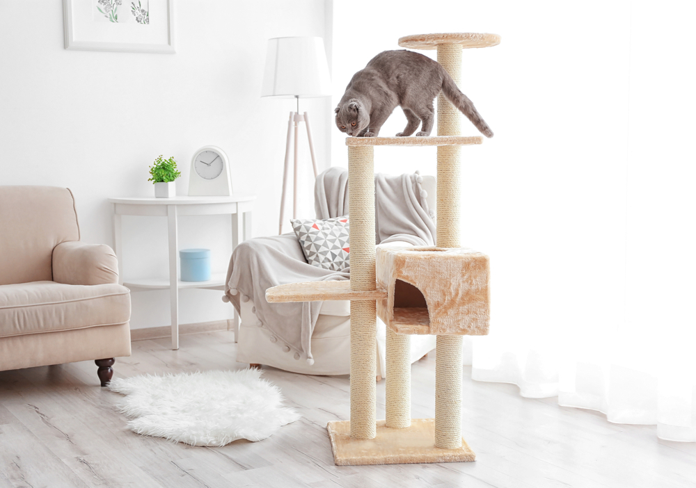 A gray cat, perhaps just back from a vet visit, climbs a multi-level beige cat tree in a living room with a white and beige color scheme. The space features a cozy armchair, a side table with a clock, a lamp, and a soft rug on the wooden floor.