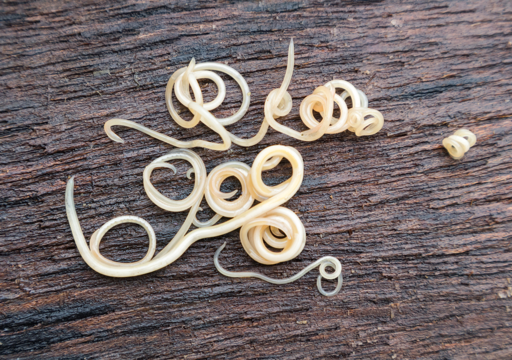 Close-up of pale, spiraled ribbon-like worms on a textured brown wooden surface, reminiscent of samples a veterinarian might examine. Some worms are coiled tightly, while others are more loosely arranged.