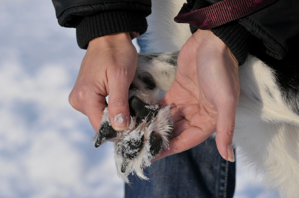 A veterinarian gently holds a dog's furry paw, covered with snow, in their hands against a snowy background.