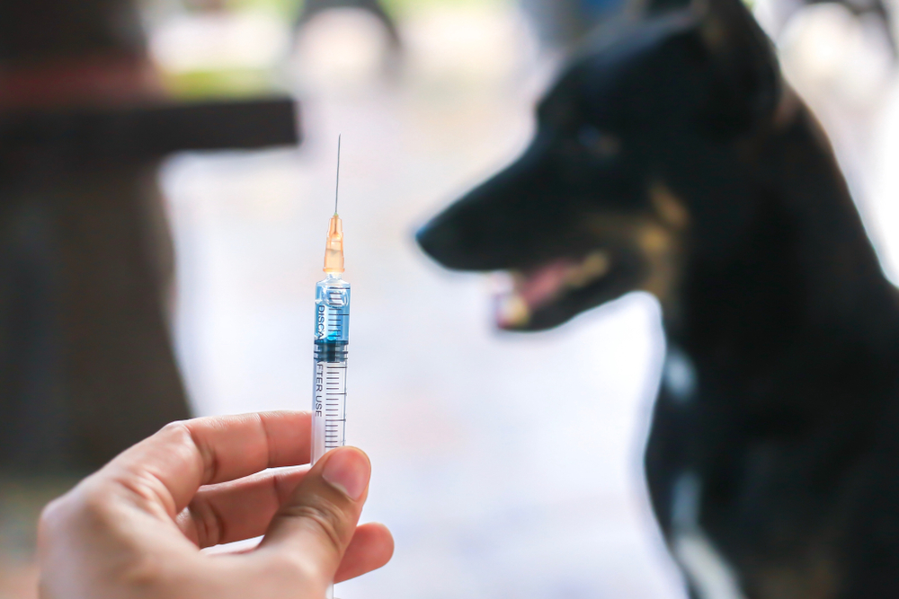 A hand holds a syringe in the foreground, with a blurred view of a black and brown dog in the background, suggesting a veterinarian setting or vaccination context.