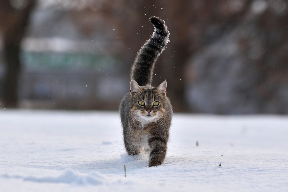 A striped cat with green eyes, often seen by the local vet, walks through snow with its tail raised high. Snowflakes fall gently around it, while the background blurs with trees.