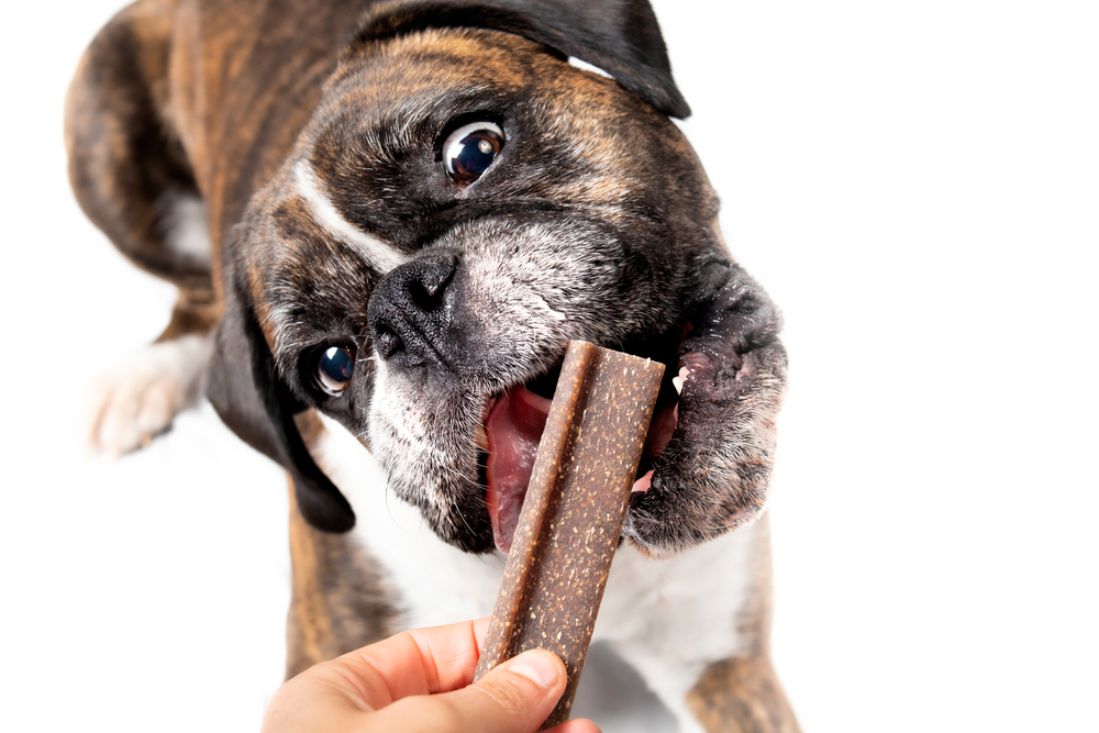 A brindle and white bulldog eagerly chews on a brown dog treat held by a veterinarian's hand. The plain white background highlights the dog's playful expression, creating a charming scene that any vet would adore.