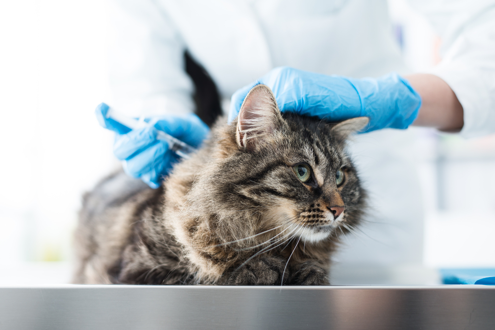 A fluffy gray cat sits calmly on a metallic examination table as a veterinarian in a white coat and blue gloves administers a vaccine with a syringe at the clinic.