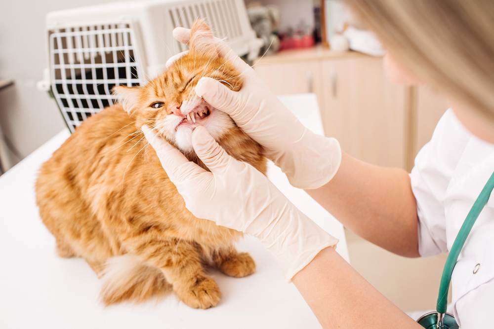 A vet in gloves carefully examines the teeth of a fluffy orange cat perched on a table, while a pet carrier sits in the background.