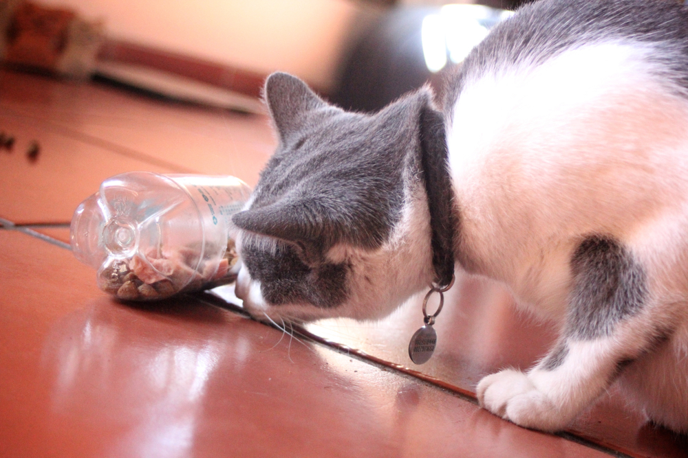 A cat with gray and white fur is curiously sniffing a plastic bottle lying on a tiled floor. The bottle, perhaps a gift from its veterinarian, contains small objects inside. The cat wears a collar with a round tag. The scene is softly lit, creating an atmosphere of gentle curiosity.