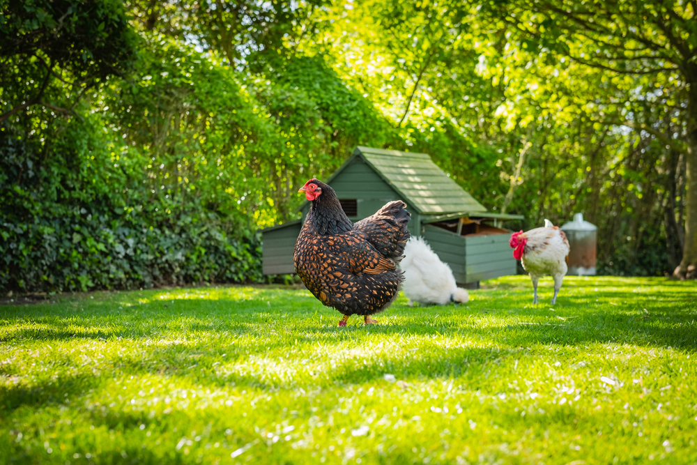 A black hen with orange speckles stands on green grass near a chicken coop, accompanied by a white chicken and a brown one. Sunlight filters through the leafy trees in the background as if nature itself is the veterinarian, ensuring all creatures thrive under its care.