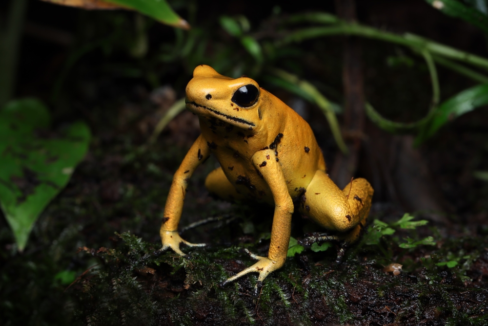 A bright yellow frog with black spots sits alertly on a dark, wet forest floor. A veterinarian might admire how the surrounding green leaves and foliage create a lush, natural environment. The frog's skin appears smooth and slightly shiny.