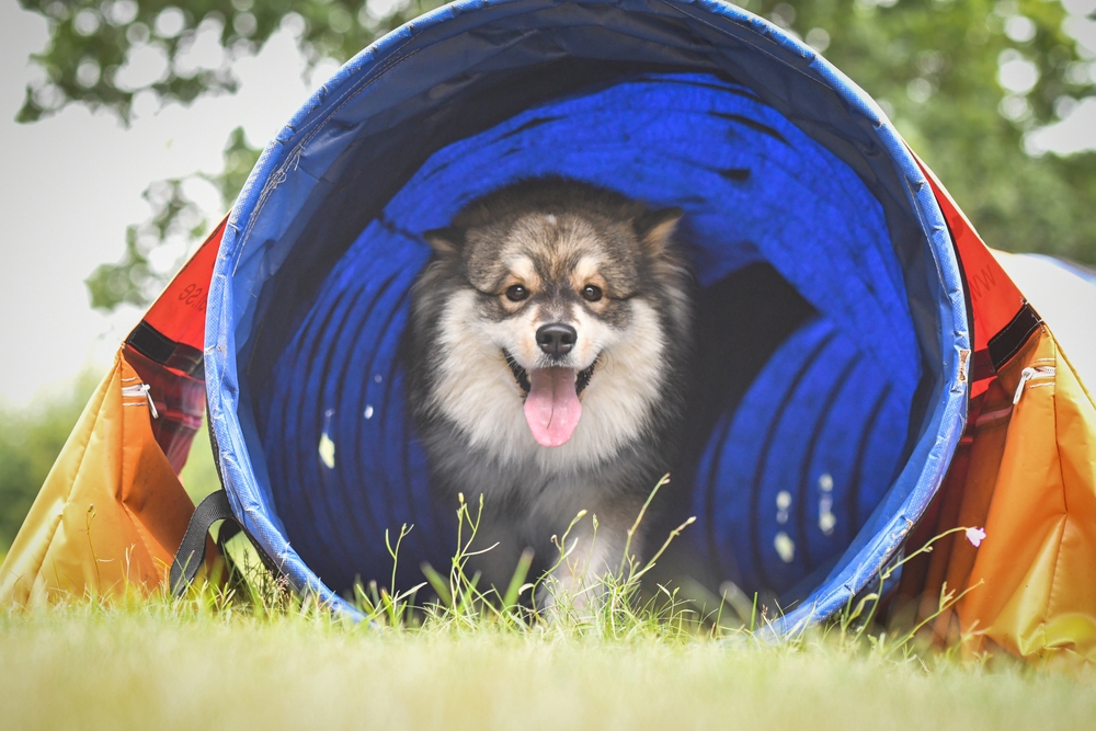 A fluffy dog with a happy expression and its tongue out is energetically running through a blue agility tunnel outdoors, showing off the skills honed from visits to the veterinarian. Green grass and blurred trees are in the background.