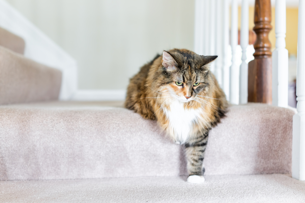 A fluffy tabby cat with white paws and chest sits relaxed on a carpeted staircase, extending one paw down a step. The warm light highlights its fur, creating a cozy atmosphere in the home interior—perfect for the vet's favorite visitor.