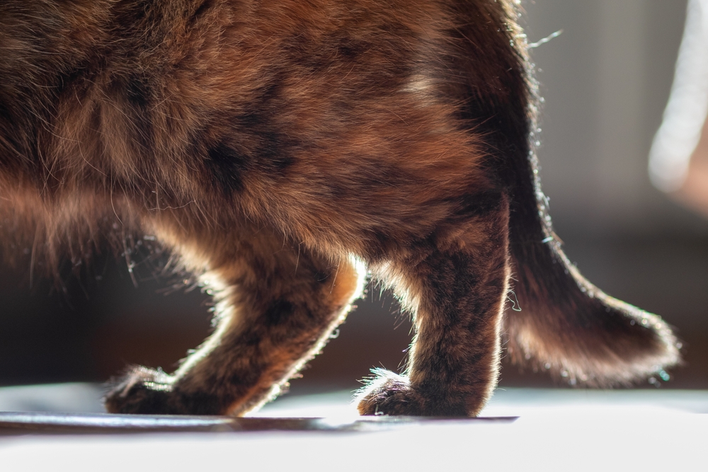 Close-up of a cat's furry legs and tail, with soft sunlight highlighting its brown and black mottled fur. The cat is standing on a bright surface at the vet's office, and the background is softly blurred, creating a warm and cozy atmosphere as it waits for the veterinarian.