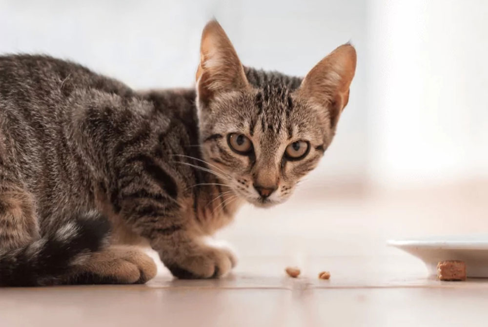 A tabby cat crouches on a light-colored floor, staring intently at the camera like it's ready for its vet visit. Nearby, a white dish with a few crumbs spills onto the floor. The background is softly blurred, creating a warm atmosphere.