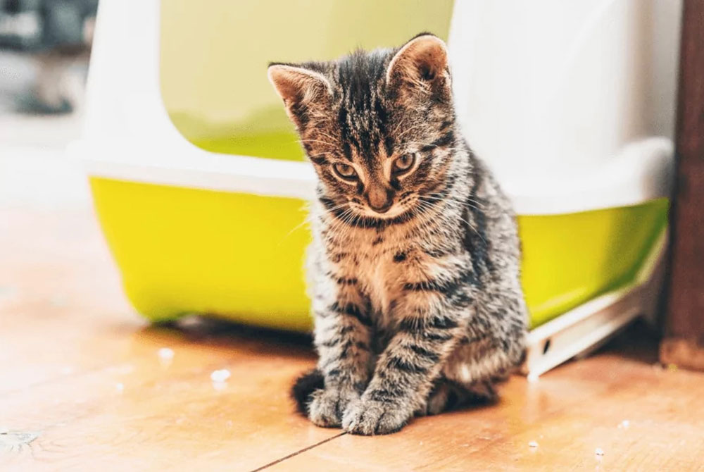 A small tabby kitten with dark stripes and white paws sits on a wooden floor, looking down. Behind the kitten is a green and white litter box from the veterinarian's office. The scene is softly lit, giving a warm, cozy atmosphere.