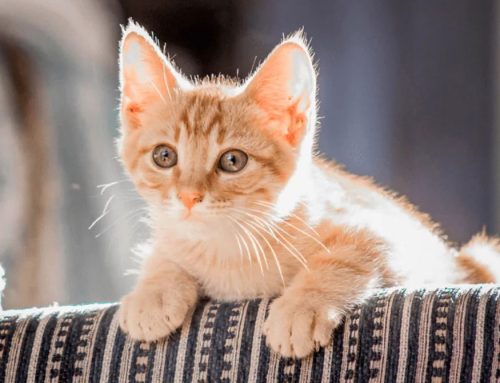 New Advice on Spay/Neuter of Kittens: Earlier Is Better