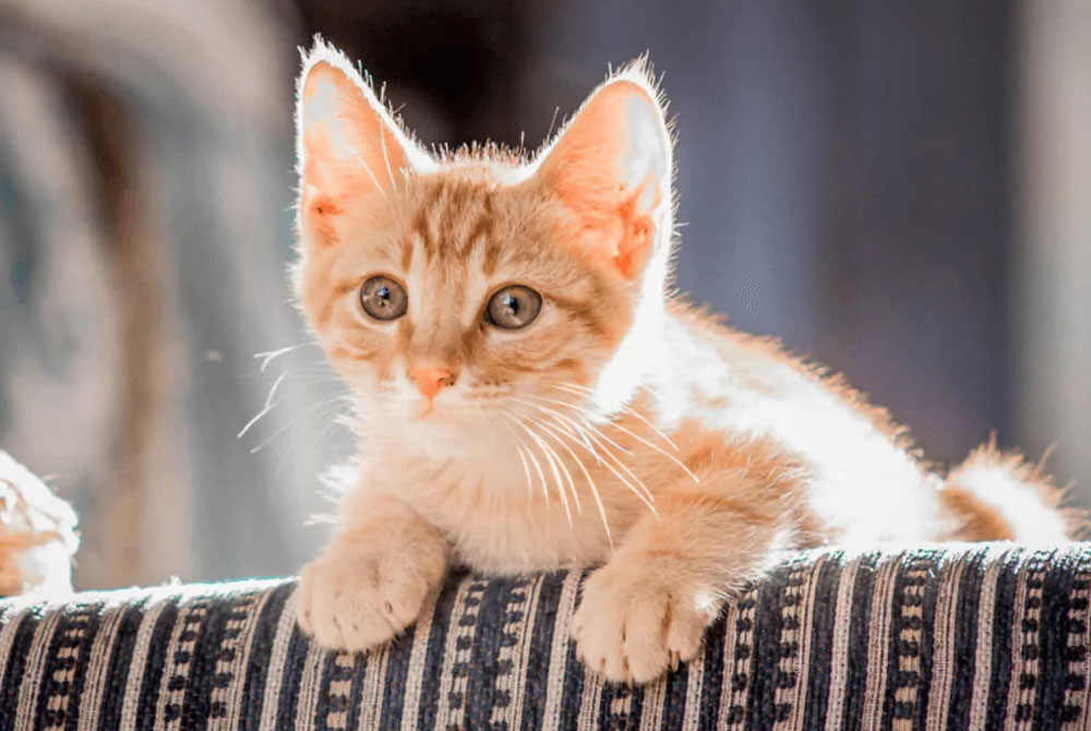 A small, orange tabby kitten with bright eyes rests on a striped cushion, bathed in warm sunlight. Its ears are perked up, appearing curious and alert—just the kind of healthy vigor any veterinarian loves to see. The background is softly blurred.