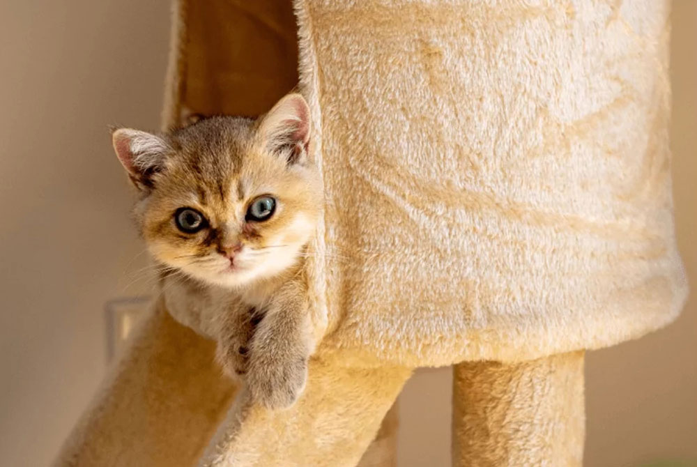 A curious kitten peeks out from a cozy beige cat tower. With eyes bright enough to charm any veterinarian and soft fur that contrasts the fluffy fabric, it creates an adorable and inviting scene.