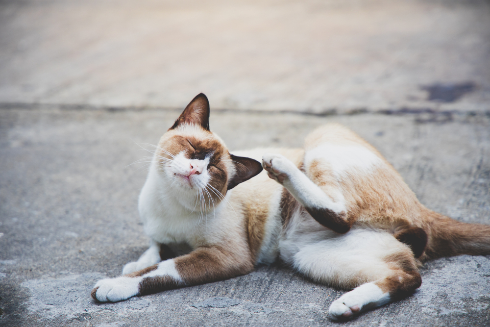 A cat with a brown and white coat is lying on a concrete surface, playfully scratching its neck with its hind leg. Recently checked by the vet, the cat's eyes are closed, and it appears content and relaxed.