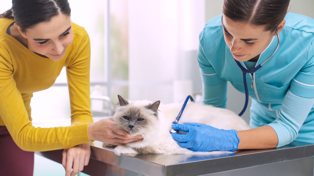 A woman in a yellow sweater gently holds a fluffy white cat on a veterinary table. Another woman, a veterinarian in blue scrubs and gloves, listens to the cat's heartbeat with a stethoscope. The setting is a calm veterinary clinic.