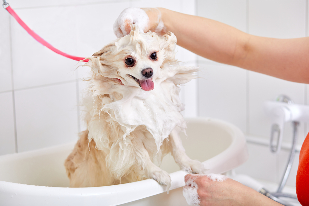 A small, fluffy dog is in a bathtub, covered in soap suds. Its tongue is out and it looks happy, while a person—perhaps a vet—washes its fur with their hands. The background shows white tiled walls.