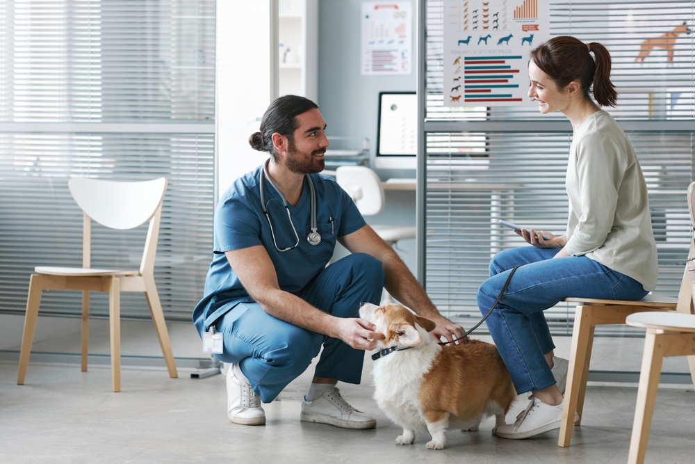 A vet in blue scrubs kneels to examine a corgi, while a woman sits nearby holding a tablet. They are in a modern veterinary clinic with charts on the walls and light wooden furniture surrounding them.